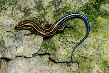 The Five-lined Skink the most common lizards in USA