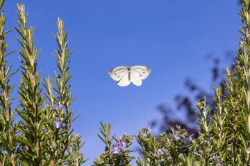 flying cabbage white butterfly over a rosemary bush