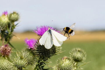 a bumblebee attacks a cabbage white butterfly sitting on a thistle flower