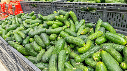 fresh green cucumbers on the counter