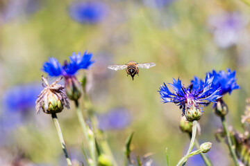 Bumblebee in flight over cornflowers, seen from behind