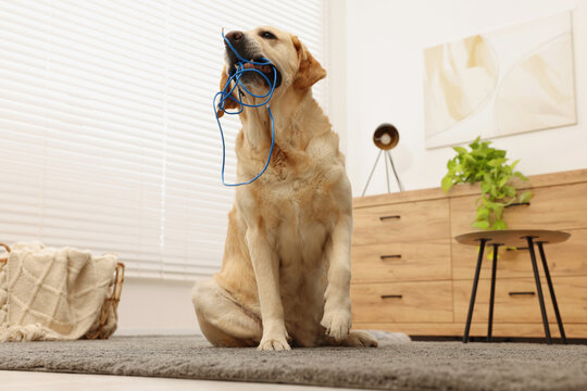 Naughty Labrador Retriever dog chewing damaged electrical wire at home, low angle view