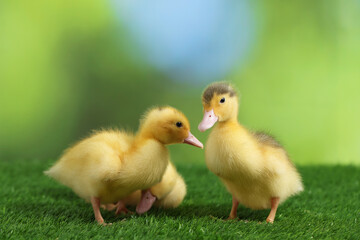 Cute fluffy ducklings on artificial grass against blurred background, closeup. Baby animals