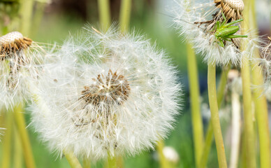 a beautiful dandelion in the sunlight