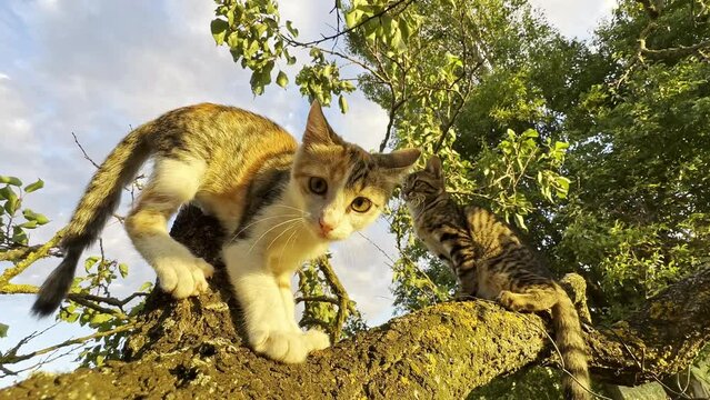 Cats fighting on a tree, close up