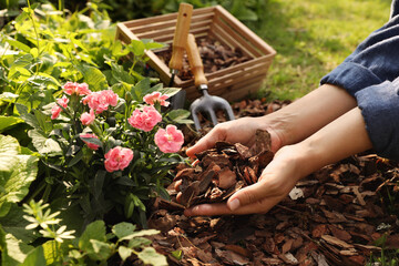 Woman mulching beautiful flowers with bark chips in garden, closeup
