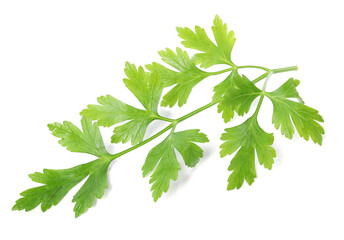 Sprigs of fresh green parsley leaves isolated on white