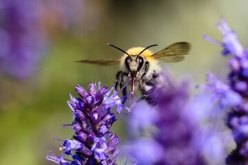 a flying bumblebee in the garden bed with Agastache flowers