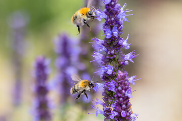 two bumblebees fly towards the flowers of an agastache