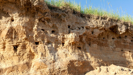 swallow nests in the steep bank
