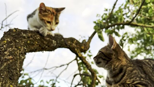Cute kitten trying to play with a cat on a tree, low angle view