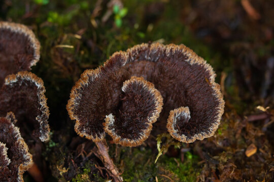 Earthfan mushroom is growing among mosses and decaying branches in the forest.