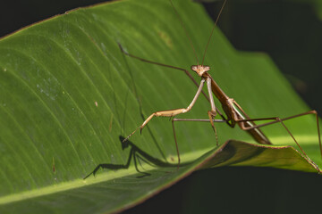 Large brown praying mantis