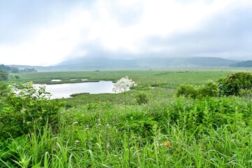 八島ヶ原湿原で見た満開のカラマツソウの情景