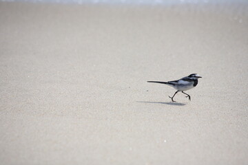 砂浜を走る野鳥