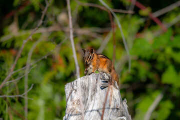 Chipmunk in the forest on a tree stump
