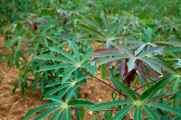 green cassava tree on farm