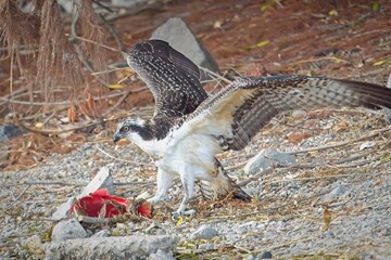 Osprey with a fish on the shore.