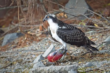 Close up of Osprey on the shore with a fish.