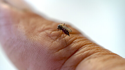 a mosquito drinks blood from a finger