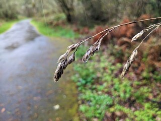Close up of dried grass seeds, wet with raindrops and hanging down in front of a footpath. 