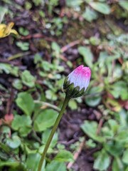 Close up of lawn daisy (Bellis perennis) flower, folded closed in the chill and wet with raindrops. 
