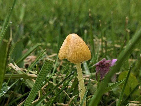 Bonnet mushroom, most likely yellow fieldcap (Bolbitius titubans), growing up in grassy meadow.