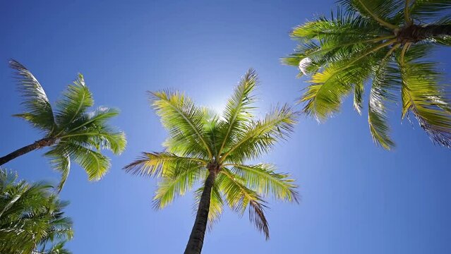 Gentle movement of palm fronds providing shade below in breeze above with sun shining through