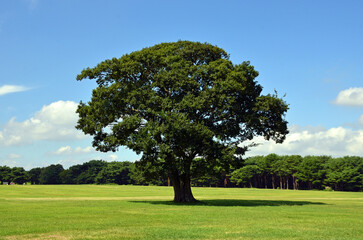 Fototapeta na wymiar Big tree in Hitachi Seaside Park, Ibaraki Prefecture