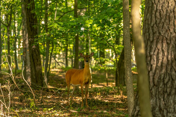 The white-tailed deer or Virginia deer in the forest