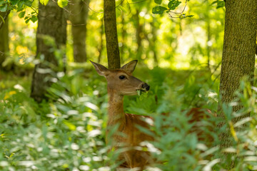 The white-tailed deer or Virginia deer in the shade of the forest
