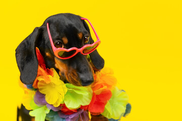 Portrait of flirting dog dachshund in bright sunglasses, lei, flower beads looks seductively....