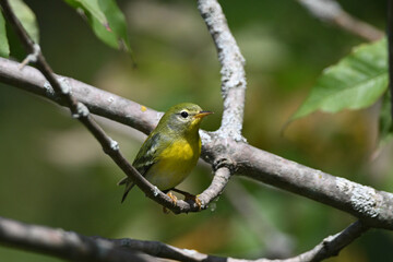 Close up of a colorful Northern Parula Warbler perched on a branch in the forest