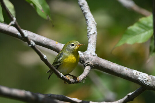 Close up of a colorful Northern Parula Warbler perched on a branch in the forest