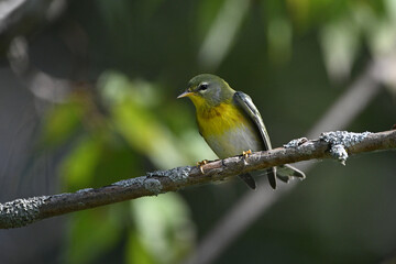 Close up of a colorful Northern Parula Warbler perched on a branch