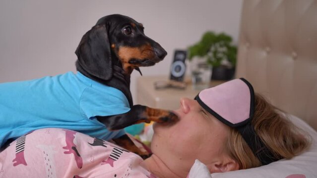 Dog wakes up owner in mask in morning on bed, persistently tapping his paw in face Annoying children interfere with their parents sleep on day off, play pranks Rest of tired mother on maternity leave
