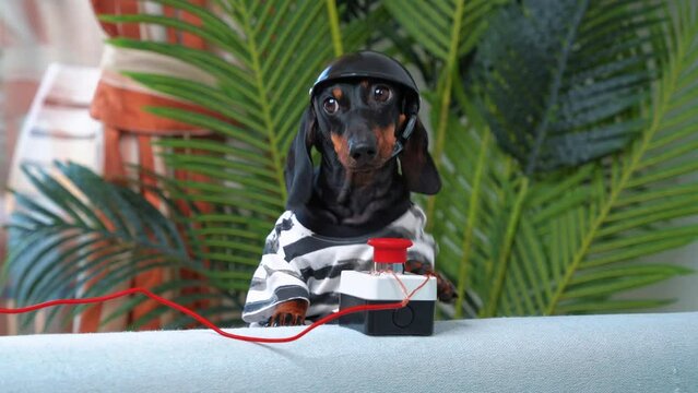 cute dachshund dog in helmet, striped prison robe presses red button with wires, toy bomb detonator, innocent look. Children war games, sapper blows up projectile, entertainment, dangerous quest