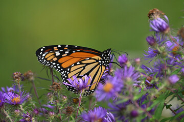 Close up of a beautiful Monarch butterfly on purple aster wild flowers in a meadow