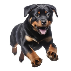 Obraz premium Rottweiler