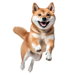ShibaInu