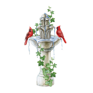 Garden decorative fountain with ivy vines and couple of cardinal birds on it. Watercolor illustration. Vintage style white marble outdoor fountain with a birds. Cardinals perched on a garden decor