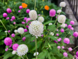 White gomphrena in the morning