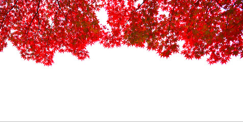 Beautiful bright red maple leaf isolated on white background.