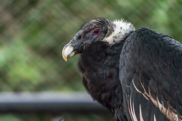 Andean condor (Vultur gryphus)