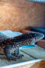 monitor lizard on the cage