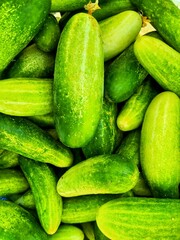 Cucumis sativus
