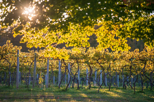 Vineyard in Fish Creek Door County Wisconsin autumn sunset 