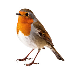 robin isolated on white background