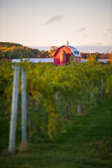 Vineyard in Fish Creek Door County Wisconsin farm with red barn autumn sunset © Marina Koyen