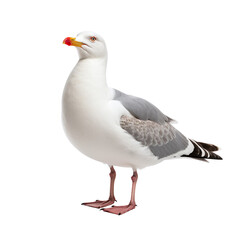 seagull isolated on white background